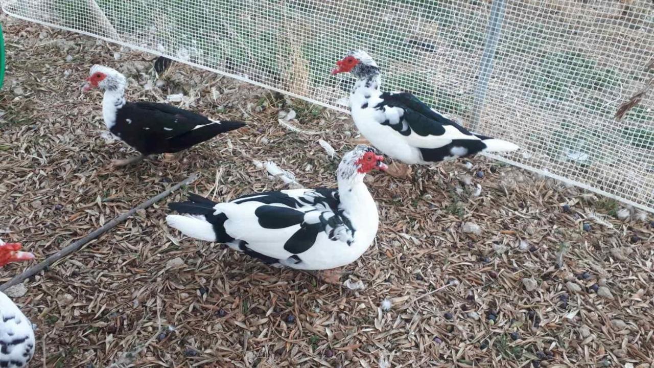 Mediterranean Garden Villa Vathí Kültér fotó